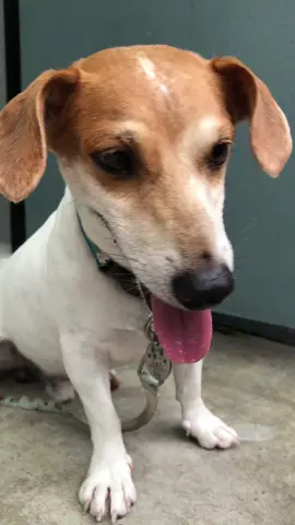 #บะหมี่กังฟู #jackrussell #แจ็ครัสเซลล์เทอร์เรีย 
