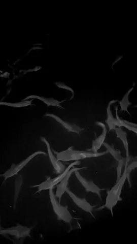 🥺 #budidayaikanlele #usahakecilkecilan #ternaklele #ikanlele 