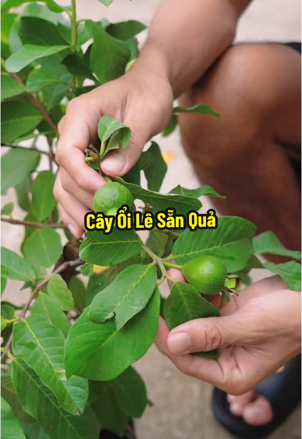 Ổi Lê Ăn Giòn Ngọt Ngon Lắm - Mọi Người Có Thể Trồng Thử Nha #hienonha 