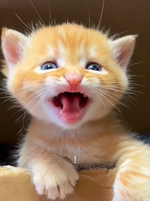 صوت قطة صغيرة جميلة