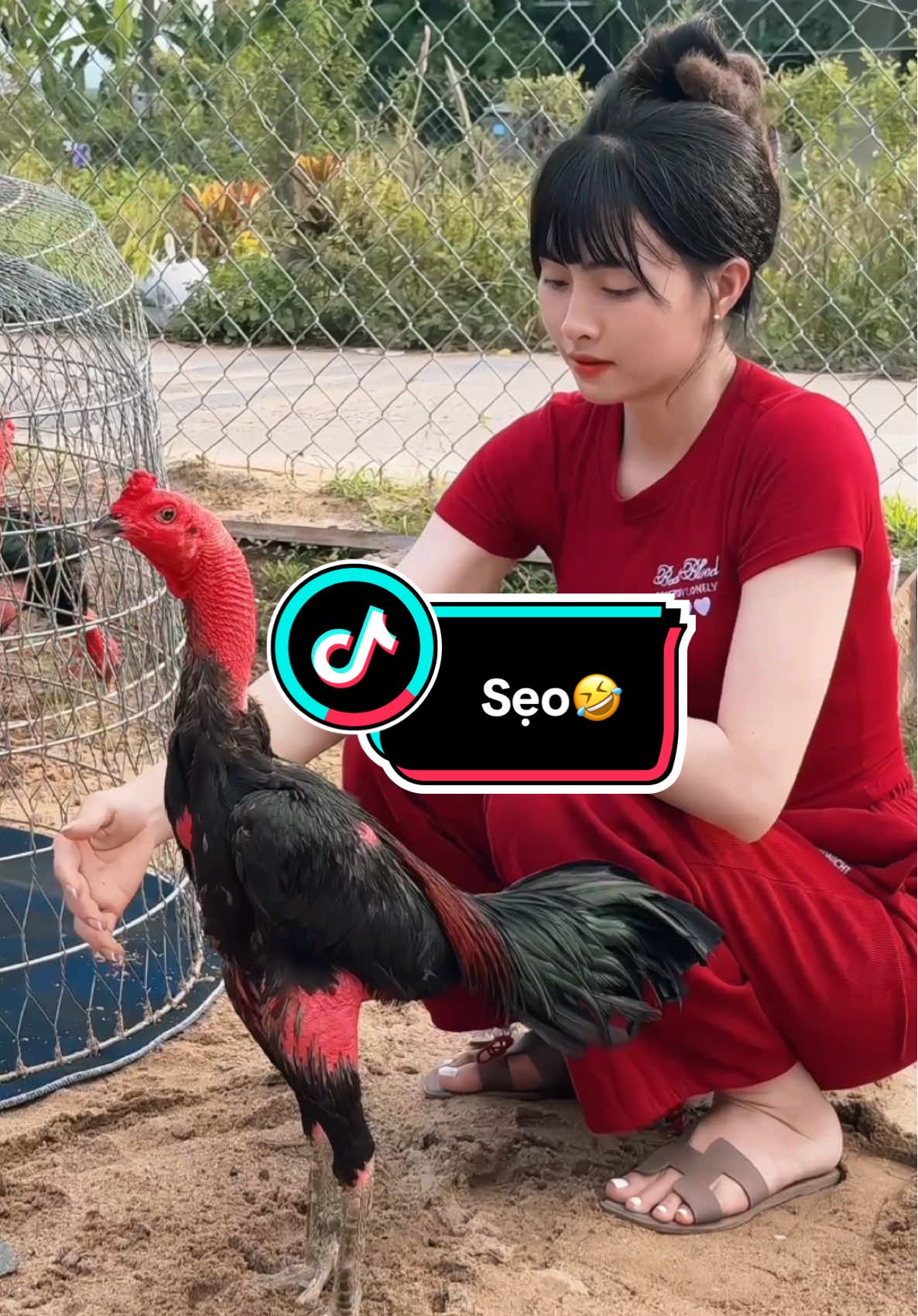 Hãy để thời gian….#diệulanhthuốcgà #huỳnhthịdiệulanh #đam_mê_gà_chọi🐓 #toiyeudongvat❤ #?gachoivietnam🐓🐓🐓❤️ #gachoivietnam #đammêgàchọi🖖🖖🖖 