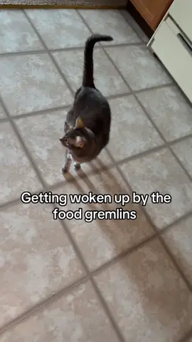 #catsoftiktok #fyp #cats 