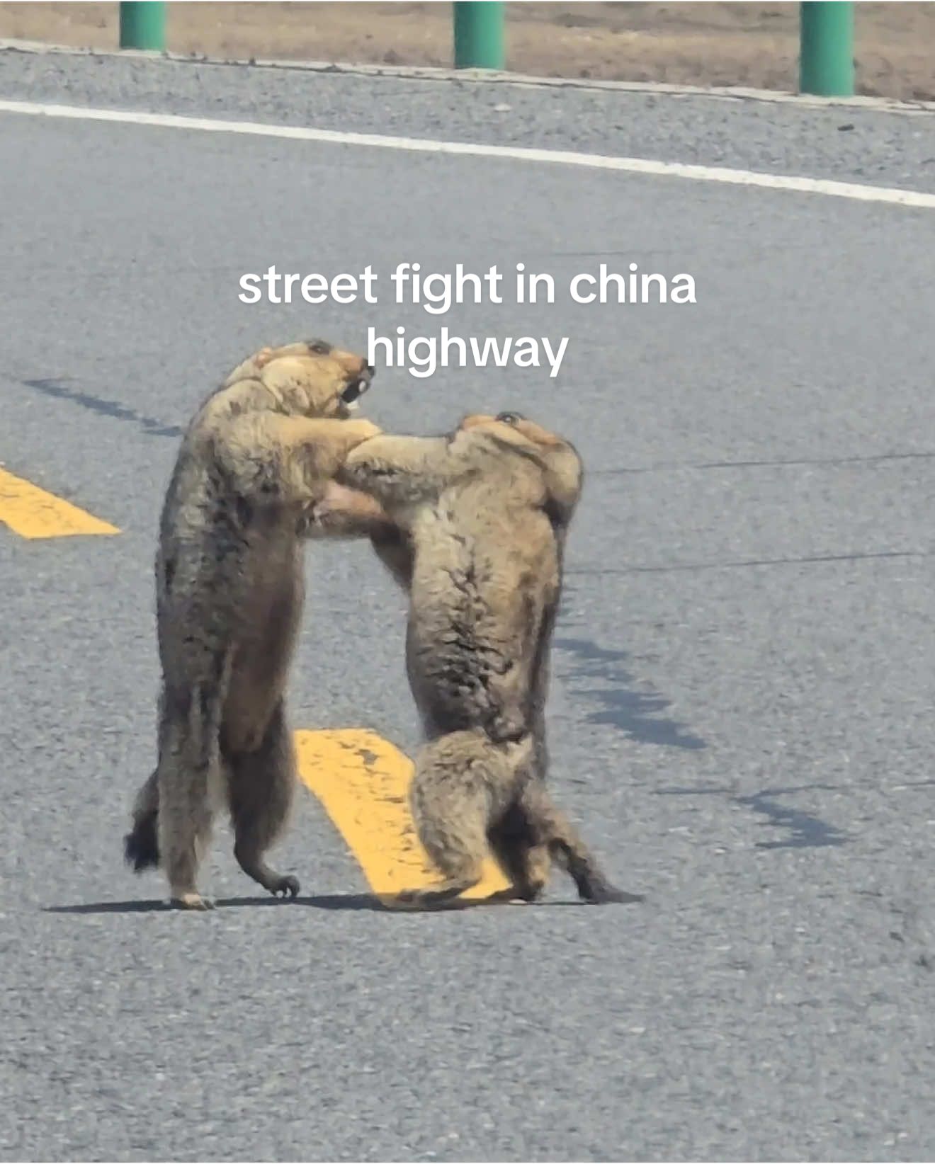 #streetfight #china #marmot 