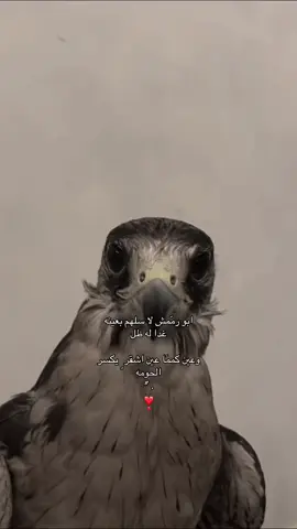 ابو رمش لا سلهم بعينه ❣️. #شاهين #fyp #اكسبلورر #Meme #fypage 