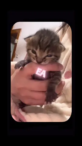 Hungry…. #cat #kittycat #kitty #sweet #baby #animal #cute #fyp #hopecore 