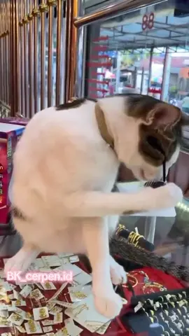 Nget Wak e e  ##kucingjoget #kucinglucu #kucing 