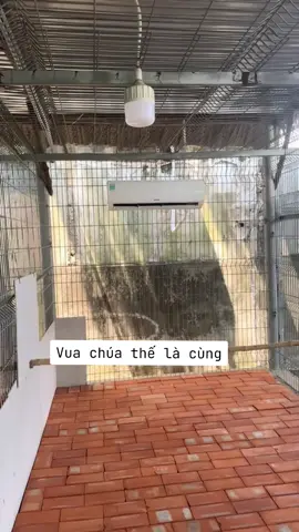 chuyến này đầu tư hơi mạnh trại gà Phúc Bình Dương #phucbinhduong 