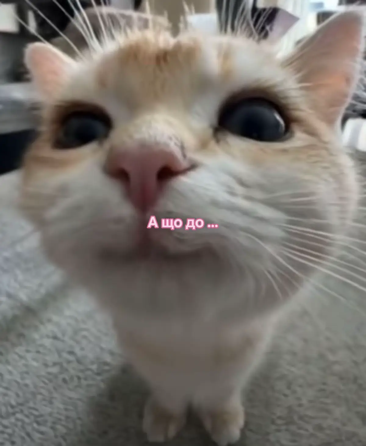 Миле відео #пара #милевідео #❤️ #котик #сонечко @_mari_ @тгк:міньйон🤩 @Ich liebe dich❤️‍🔥 