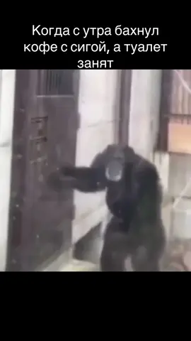 #зоопарк #обезьяна #дверь #злой #мем #мемас #мемасик #прикол #ржака #угар 