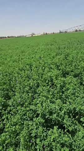 انتاج البرسيم  #طبرجل_القريات_تبوك #بسيطا_طبرجل_الجوف_مزارع_برسيم #الزراعة_حياة #العنب #الذرة #الذرة_الصفراء @محمد بدوي 