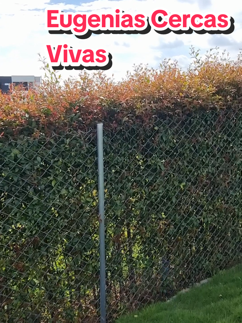 Einstein Vende y Alquila  La **eugenia** (*Eugenia uniflora*), también conocida como **pitanga** o **cereza de Surinam**, es una excelente opción para formar **cercos vivos** debido a su follaje denso, rápido crecimiento y resistencia a la poda. Es muy utilizada en paisajismo para crear barreras naturales atractivas y funcionales.   **Características de la Eugenia para Cercos Vivos:**   ✔ **Crecimiento rápido** (puede alcanzar 2-5 m de altura, dependiendo de la poda).   ✔ **Hojas pequeñas, brillantes y perennes** (se mantienen verdes todo el año).   ✔ **Resistente** a plagas y enfermedades si está bien cuidada.   ✔ **Produce flores blancas y frutos rojos** (pitangas), que atraen pássaros.   ✔ **Tolera diferentes tipos de suelo**, aunque prefiere suelos bien drenados.   **Cómo Plantar un Cerco de Eugenia:**   1. Elección de Plantas:**   - Usa **Eugenia uniflora** (pitanga) o **Eugenia myrtifolia** (eugenia australiana, más compacta).   - Compra plantas jóvenes (30-50 cm) en viveros.   2. Espaciado:**   - Para un cerco denso: **50 cm a 1 m** entre plantas.   - Si quieres un cerco más rápido: **40 cm**, pero requerirá más podas.   3. Preparación del Suelo:**   - Asegúrate de que tenga buen drenaje (evita encharcamientos).   - Mezcla el suelo con **compost o humus** para mejorar la fertilidad.   4. Plantación:**   - Haz hoyos de **30x30 cm**.   - Coloca la planta, rellena con tierra abonada y riega bien.   5. Riego:**   - **Primeras semanas:** Riega cada 2-3 días.   - **Después del primer año:** Tolera sequías moderadas.   6. Poda y Mantenimiento:**   - **Podar cada 3-6 meses** para dar forma y estimular el crecimiento denso.   - Usa tijeras de podar o cortasetos eléctricos para formas rectas.   #CercoVivo #Jardines #Paisajismo #PlantasDeCerca #JardínNatural   #ventadelote  #fincabaratas 