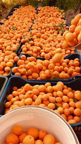 قطف المشمش 🍑🌳                    #خيرات_بلادي #مشمش #عراق #بساتين #فاكهة #الصيف #فواكه_صحية #🌳 #🍑 #قطف #اشجار #طبيعي #لايكات 