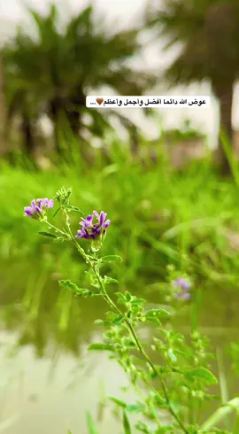 #جزء9 #تصوري_احترافي_الاجواء👌🏻🕊😴 #لايك_متابعه_اكسبلور_لو_عجبكم🙂 #عباراتكم_الفخمه📿📌 