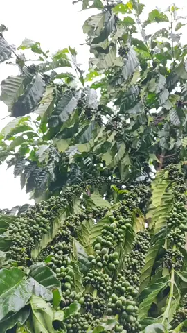 năm nay trái đủ size S M L Xl tha hồ lựa#trending #cooffee #xuhuong #nông dân#cà phê đa thân thả ngọn