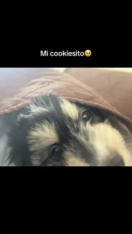 El mejor regalo de todos🐶❤️ 🥹🥹 #cookie