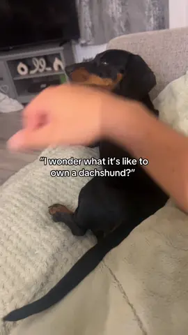 attention seeking 24/7 #puppy #dachshund #dog #funny 