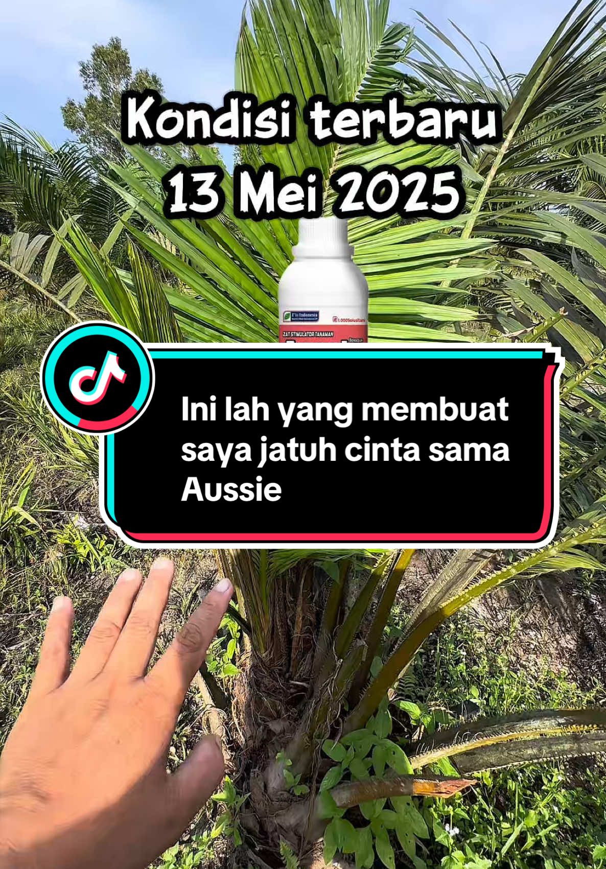 Ini yang saya suka dari Aussie. Busuk pucuk bisa sembuh sepenuhnya . #hiburan #sawit #fyp #viral  #kreatortiktok  #petanimuda 