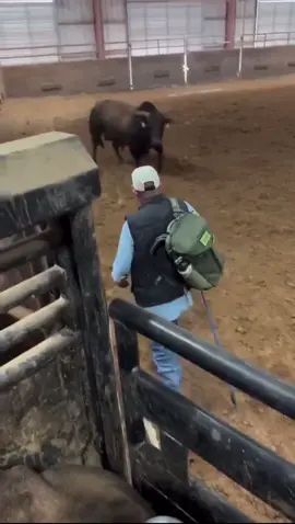 This nervous bull smells this man’s hand & realizes it’s the man who’s raised him, & he starts to wag his tail. Every being has a degree of understanding & knows kindness. #pals @1hakankapucu 🙏❤️