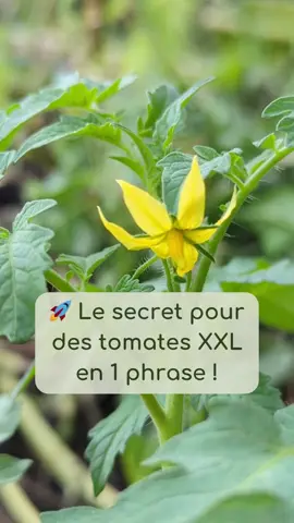 Envie de tomates XXL? 🌱 🍅 Voici le geste super simple à tester : supprime la 1ᵉ fleur pour booster la croissance de ta plantule! 👌 👉 Tente l’expérience et tague-moi en story pour me montrer tes résultats! #jardin #tomate #fleur #lejardinsansmot