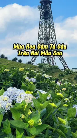 Cẩm tú cầu nở đẹp lắm rồi chúng màii ơi!!! #langson #datthichdudua #amthuclangson #dulichlangson #nuimauson #nuimausonlangson #reviewlangson #muahoacamtucau 