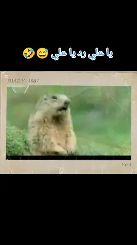 يا علي رد يا علي 😅🤣#اضحك #tiktoktravel #Love #love_story #tiktok 