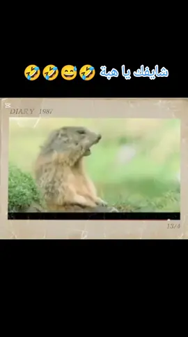 شايفك با هبة 🤣😅🤣🤣#tiktok #love_story #Love #tiktoktravel #اضحك #tiktokgiaitri #ياهبة 
