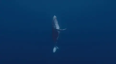 52Hzで泣くクジラは、声が高すぎて仲間に気づいてもらえないんだって。
