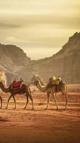 لو كنت أعجب من شيء لأعجبني سعي الفتى وهو مخبوءٌ له القدر #قصيدة #شعر #فصيح #المتنبي 