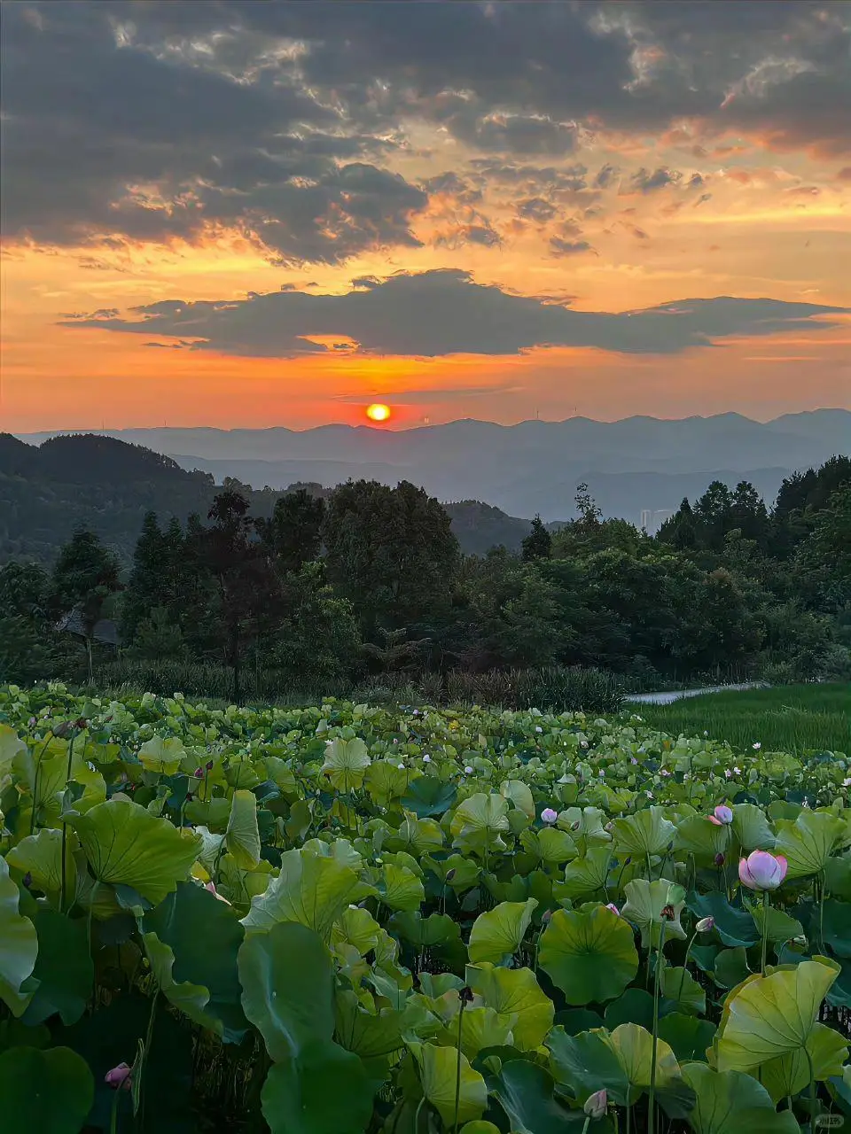 #vùngqueyenbinh #anhnendep8k #thiennhientuoidep #đồngqueyenbinh #viral #xuhuongtiktok 