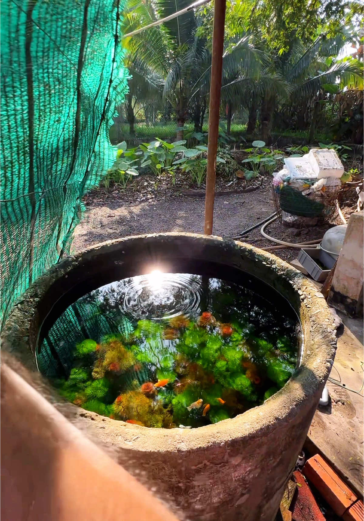 Thế giới bên trong chiếc lu #ngamcacungan #aquariumlife #hocangoaitroi #aquarium #ronglahan #cabomba #thuysinhngoaitroi #thugian #ngamca 