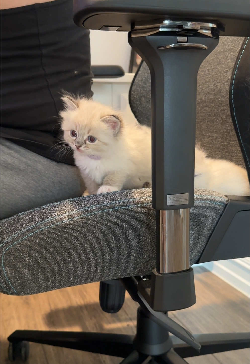 This is the kittens' chair now 