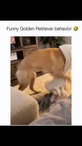 Funny and cute dogs compilation 🤣 #funnydog #funnypet #cutedog #dogoftiktok #doglover #dog 