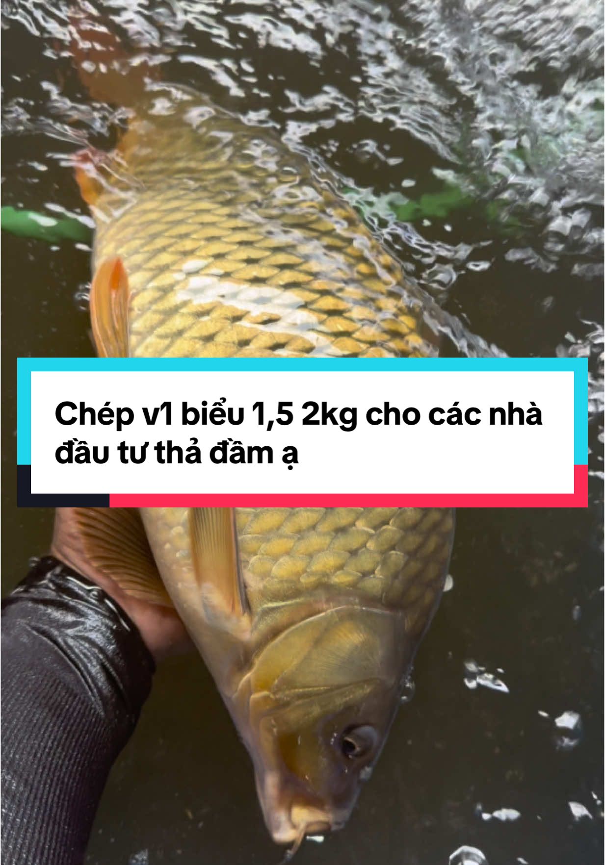 Chép v1 hàng vip cho bác chủ Vĩnh phúc các bác quan tâm vào giống loại gì liên hệ bên trại em ạ #xuhuong #thuysan #nuoica 