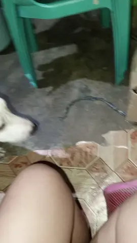 #aspin#lagi na Sya matamlay#kaya every lapit #nya kailangan I approach #jo din#cguro mamimiss nya#ung kapatid nya#3weeks Ng nawAwLa