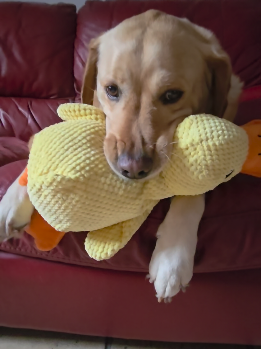 Il mio cane ha un nuovo amico e si, fa squiik 😁 La papera in peluche che fata' impazzire il tuo cane. Se vuoi rendere felice anche il tuo pelosetto ,trovi la papera nel link in bio .#ComproDoPequeno  #canecontento #cane #labrador #dogvibes #campionegratuito #petlover 