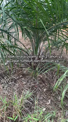 Sawit usia 2 tahun#real #shorts #perawatansawit 