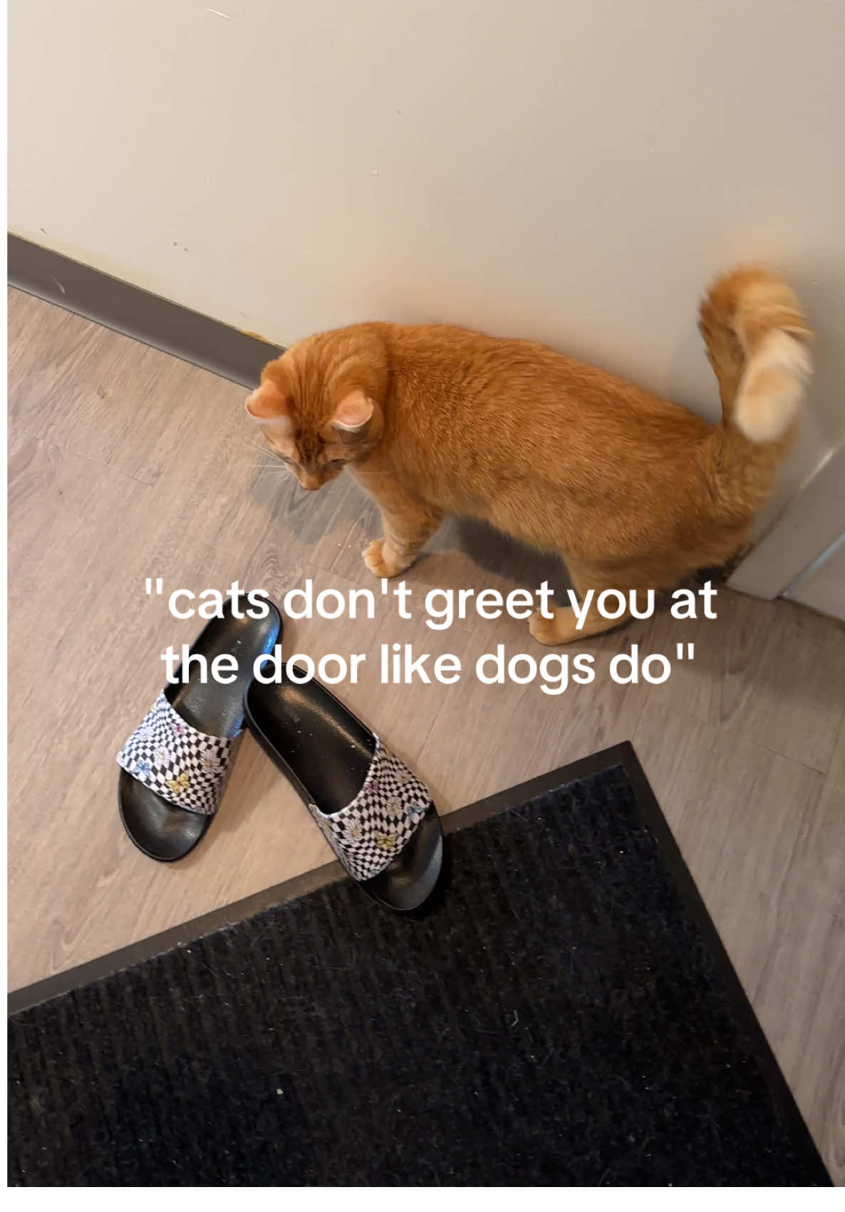 Every homecoming is the best part of my day🥹🧡 #catfacts #cats #catsoftiktok #orangecat #felinefriends #kitty #ilovemycats #catlover #catmeme #catinfluencer #catmom #gingercat #catlife 