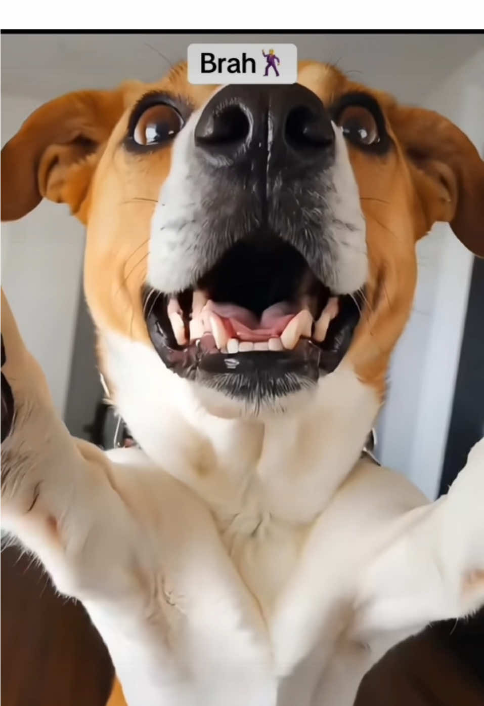 Photos are being brought to life on TikTok 😱 #dogsoftiktok #aialive #funnydogs 