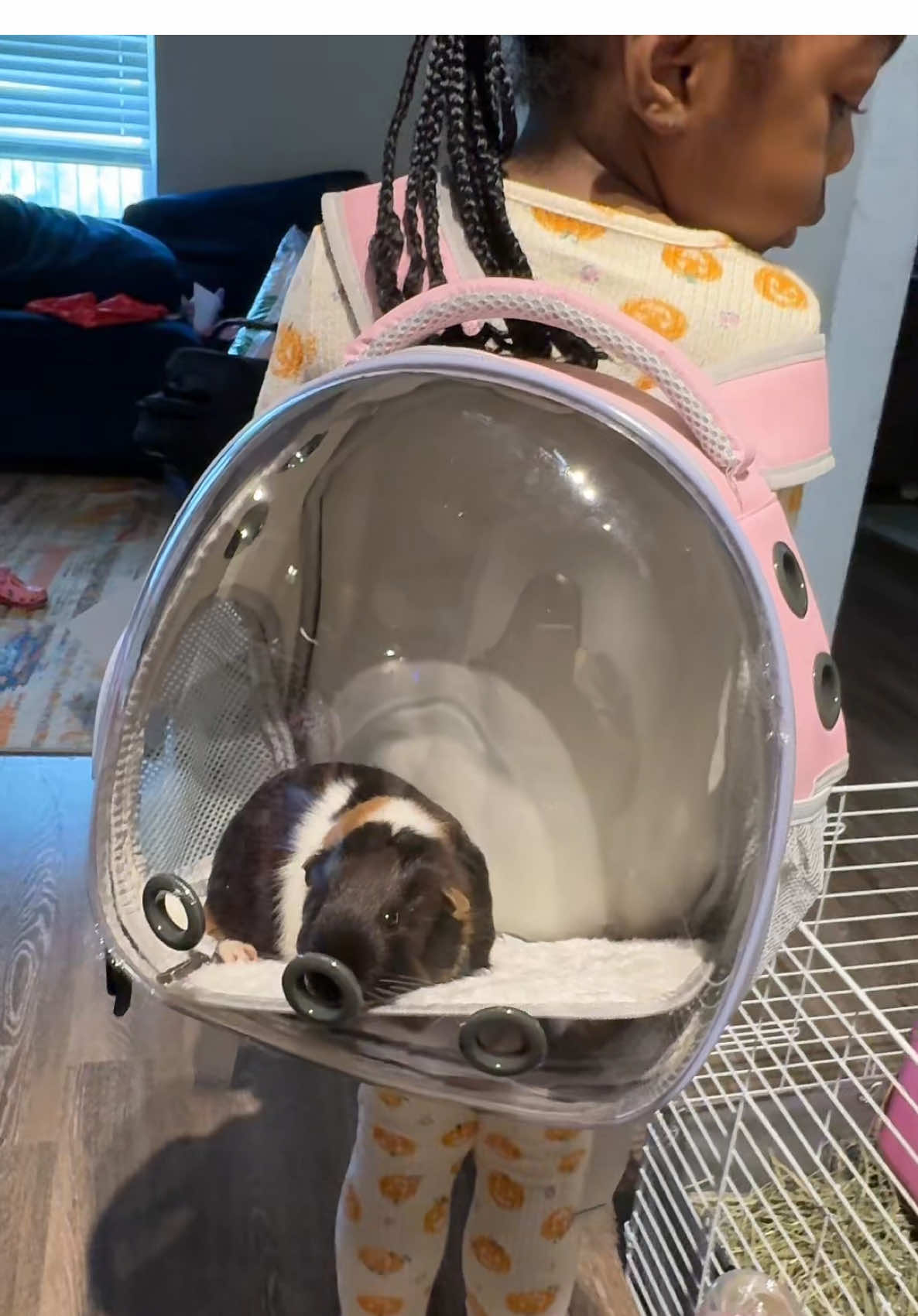 Got my babies, a backpack for the guinea pig lol