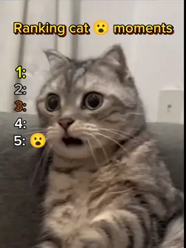 top cat shocking 🙀 on internet #meme #fyp #cat 