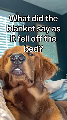 Oops🤪 #dogsoftiktok #funnydogs #pettok #doglovers #pethumor #funnydog #goldenretriever #goldenretrieverpuppy 