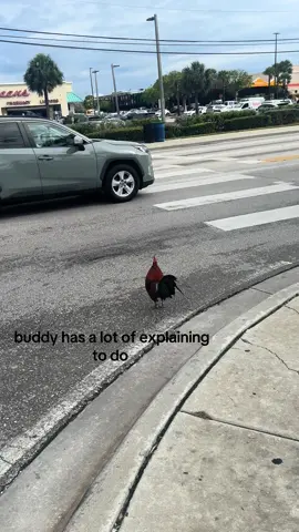 why did the chicken cross the road? #chicken #chickensoftiktok #fyp 