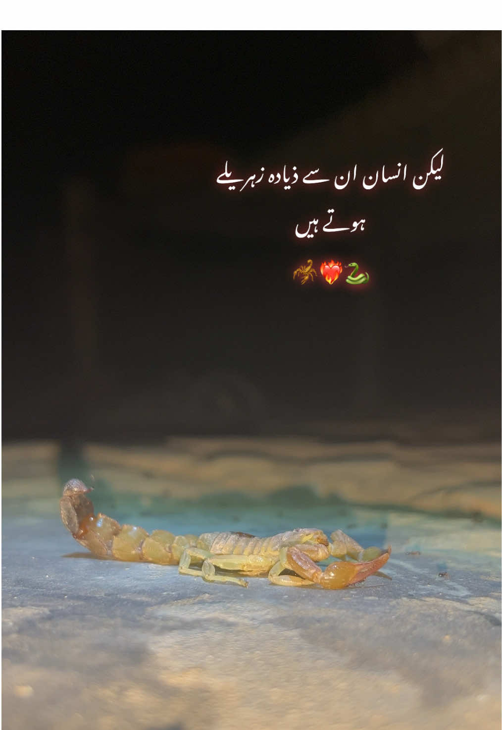 یہ جانور تو بیچارے تو فضول میں بدنام ہیں 🐍🦂❤️‍🔥🙃☠️#viralvideo #unfrezzmyaccount #foryou #