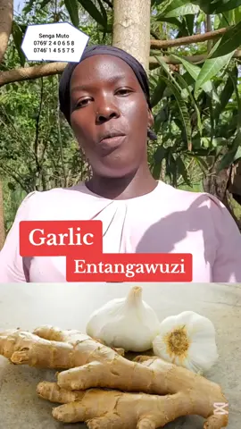 #senga #sengamuto #eddagala #eddagalalyobutonde @SENGA MUTO 