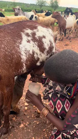 Milking goat at Hamer village, Omo valley Ethiopia. #goatmilk #milkinggoats #hamervillage #hamertribe #villagelife #lifeforever #bonahamer #viral_video #videoviral #pfy #ethiopianlife #lifetimeinethiopia @Nani Show @Tagel omo Valley Tour guide @Mafi Gunner💧 @sol tours @Degu Hable @Haile Ethiopia Tours🇪🇹 