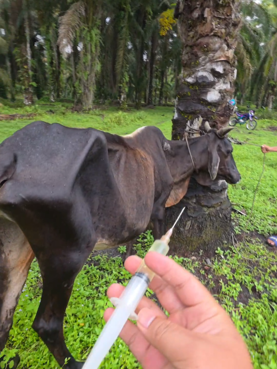 suntik sapi gemuk #sapi 