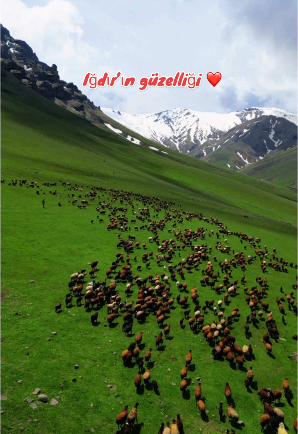 Iğdır’da Zor dağı eteklerinde otlanan koyunlar☺️🐑 Baharın gelmesiyle Doğuanadolu’da karlar erimeye, dağlar yeşillenmeye başladı ve İsviçre’yi aratmayan harika görüntüler ortaya çıktı😍 Doğuanadolu güzeldir. Sizce de öyle değil mi?☺️❤️ #ığdır #dağ #ilkbahar #koyunsürüsü 