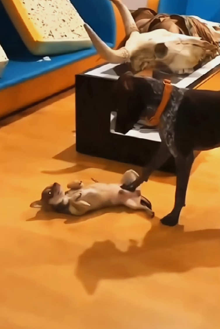 Try not to laugh 😂😂😂 #funny #animals #funnypets #funnyanimals #catsoftiktok #funnytiktok #cat #haha #dog #pet #funnyvideos 