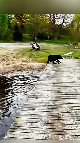 Try not to laugh 😂😂😂 #animals #funny #pet #dog #funnyanimals #funnyvideos #haha #dogsoftiktok #cat #funnypets #PetsOfTikTok 