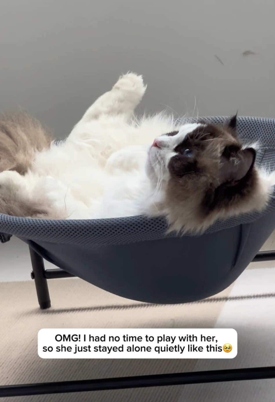 OMG!🥹🥹🥹 So healing! #cuteanimals #cutecat #kitten #catlife #catlover #petlover #mycat #catsvideo #catsontiktok #cattok 